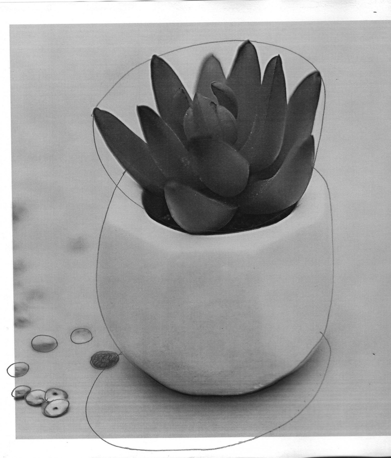 Succulent Sketch: How to Draw with a Photo Reference