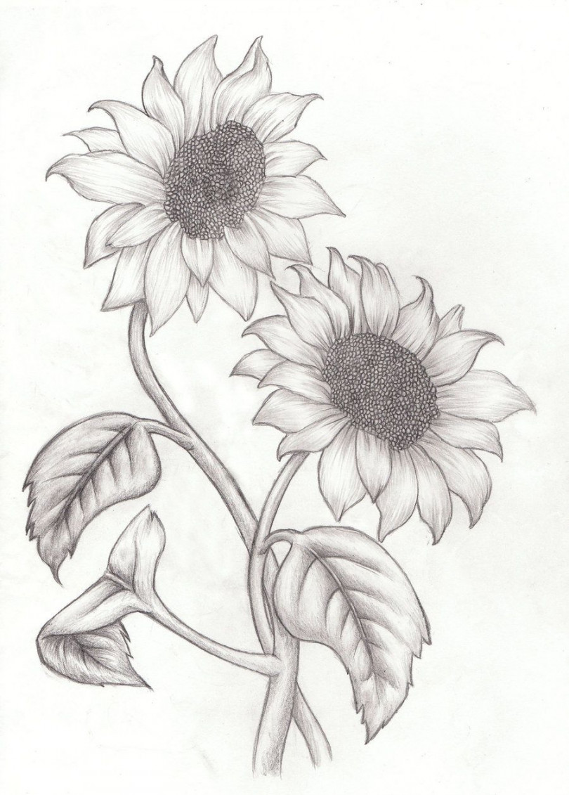 Sun Flower Drawings Pencil Sketch Of Sunflower Sunflower Drawings