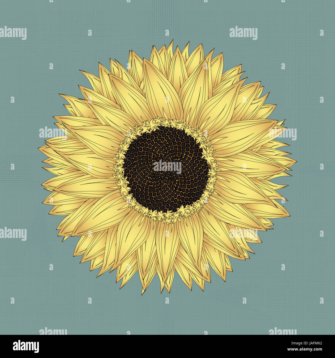 Sunflower drawing, grunge background sketch Stock Photo - Alamy