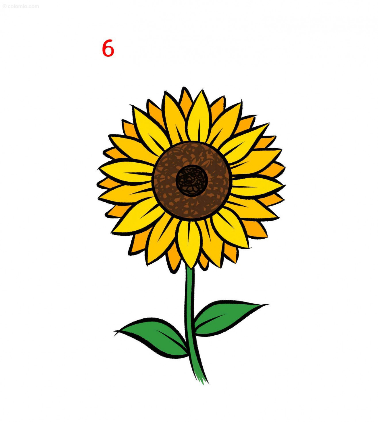 Sunflower Drawing ➤ How to draw a Sunflower