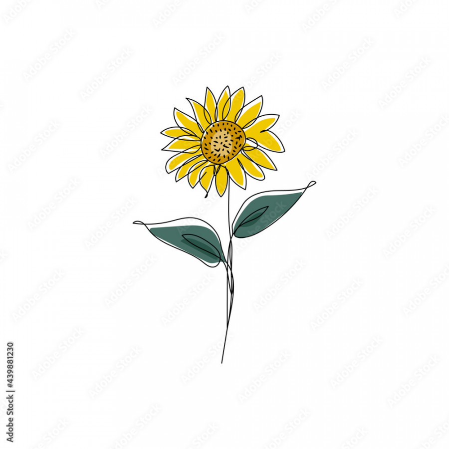Sunflower in continuous one line drawing and coloring
