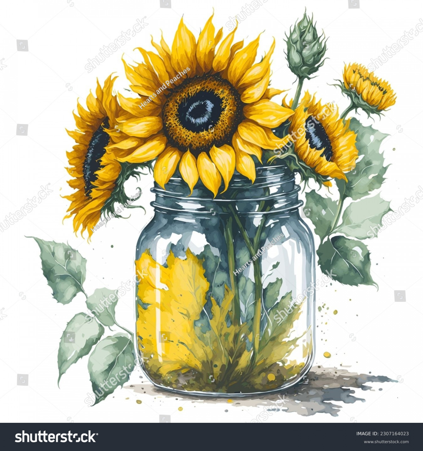 Sunflower Mason Jar Images, Stock Photos, D objects