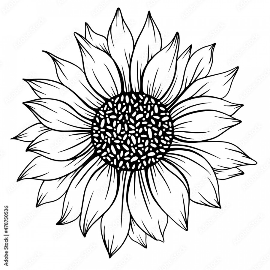 Sunflower Outline, Sunflower Line Art, Floral Line Drawing, black