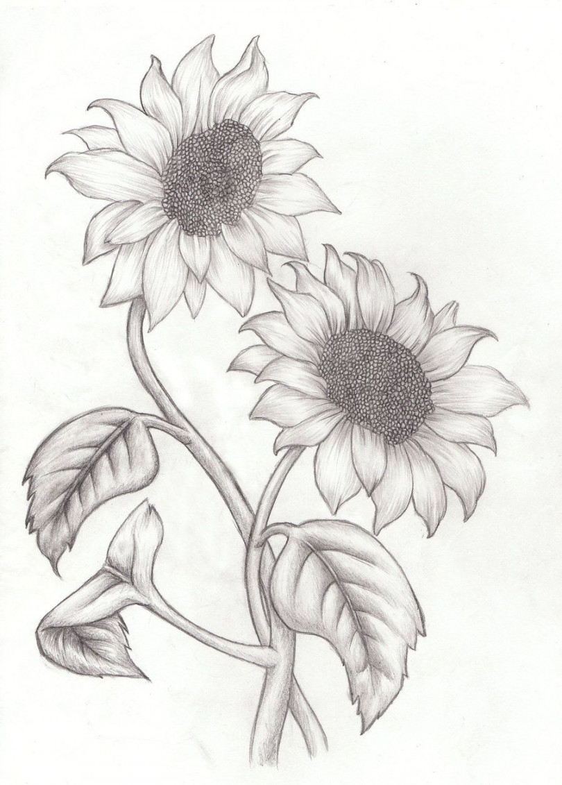 Sunflowers Sketch by kimberly-castello on deviantART  Cómo