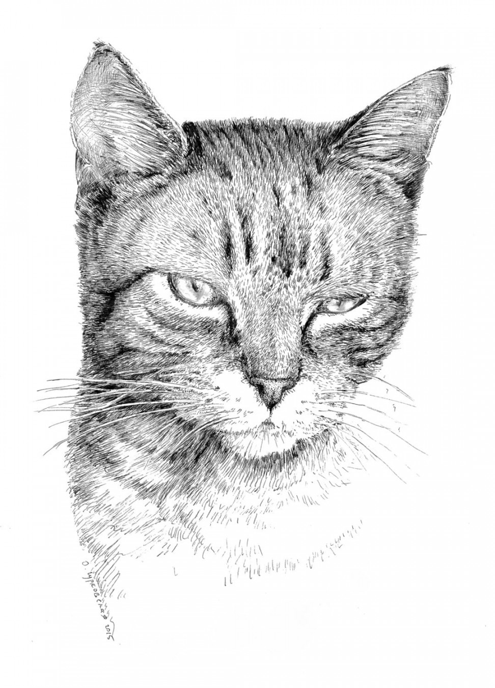 Tabby cat drawing, black and white art, pen and ink print, original  artwork, drawing of cats, pet sketches, animal illustration, pencil art -  Etsy