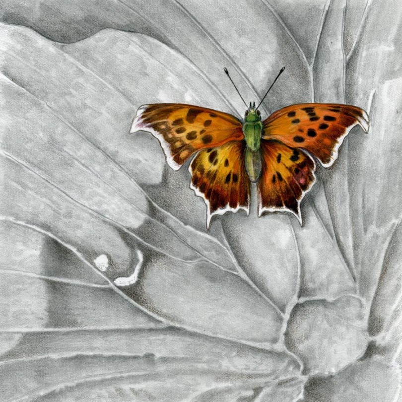 The Eastern Comma Butterfly  Question mark butterfly, Insect art