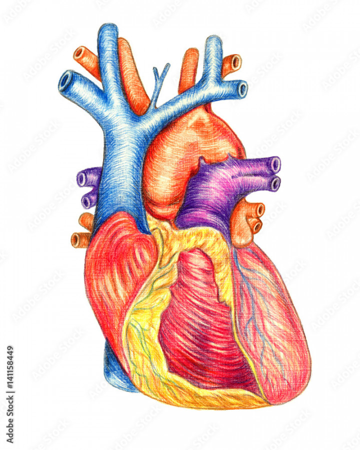 The human heart viewed from the front, hand drawn medical