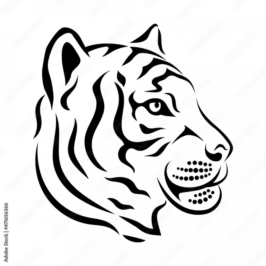 Tiger head in profile. Sketch