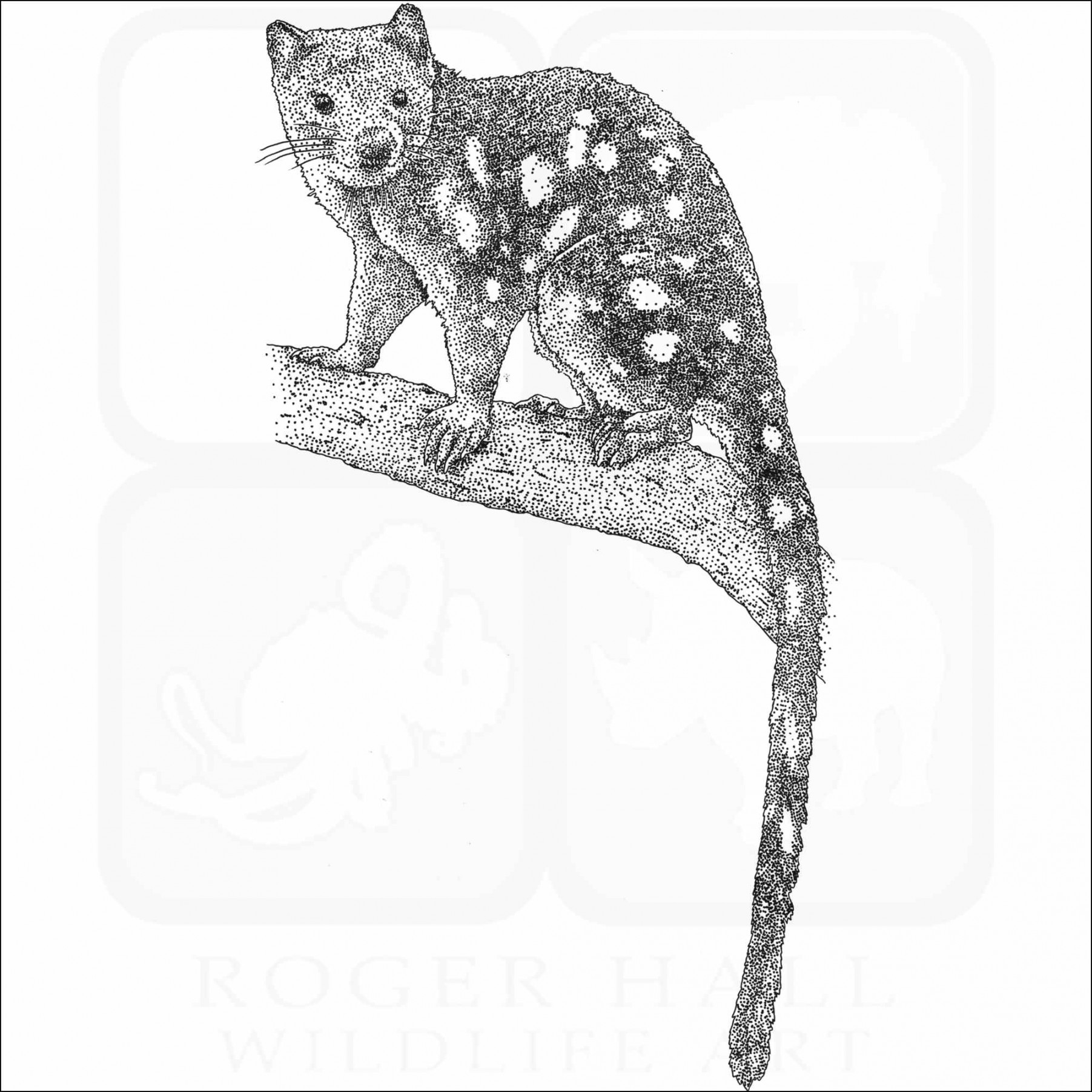 Tiger Quoll - Signed Fine Art Print