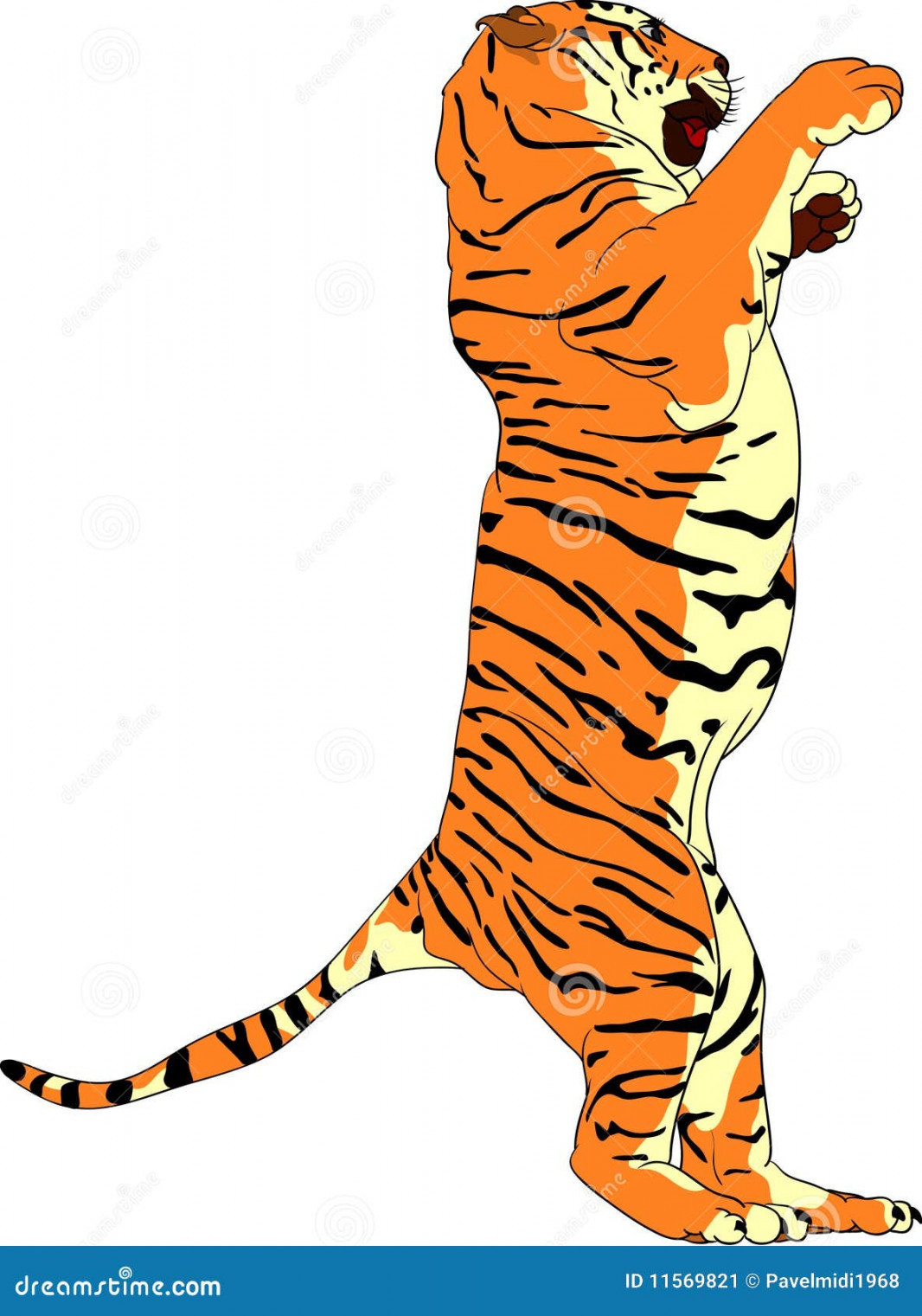 Tiger Standing Stock Illustrations – , Tiger Standing Stock