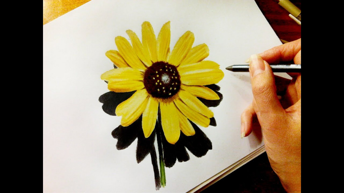Time Lapse Drawing of Flower: Sunflower