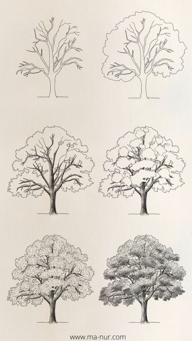 Trees Drawing Tutorials  Trees drawing tutorial, Trees art