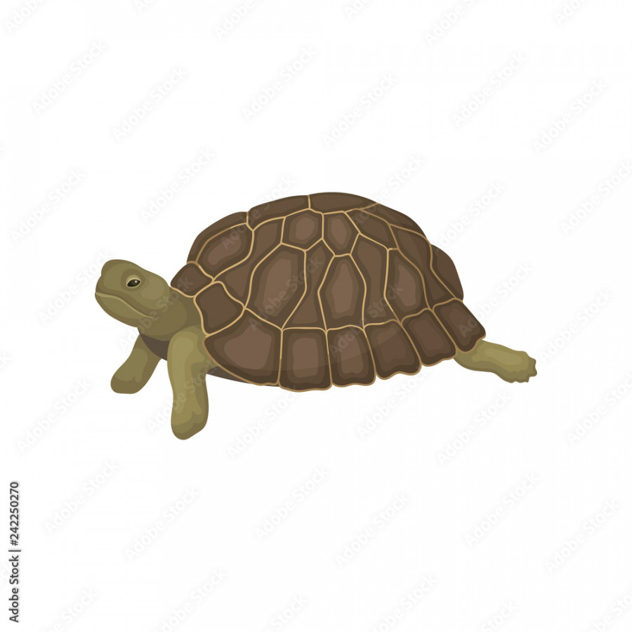 Turtle, tortoise reptile animal with relief shell, side view