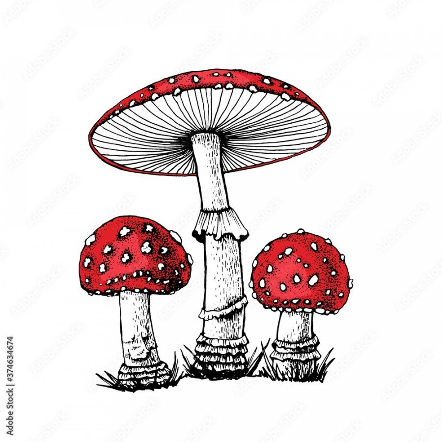 Vector drawing of black-white fly agaric graphics with red