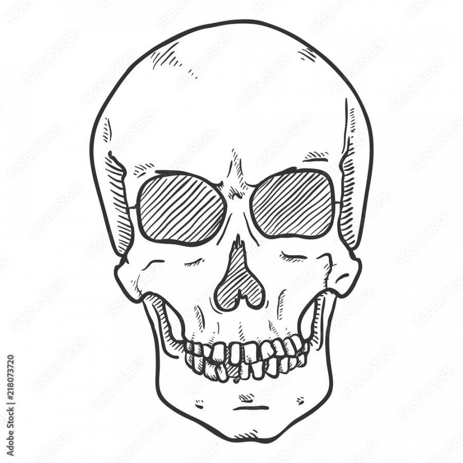 Vector Sketch Illustration - Human Skull. Front View