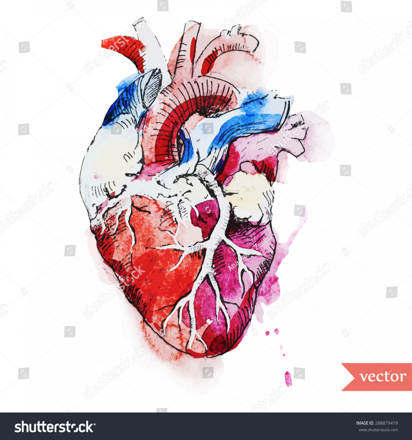 Watercolor Vector Abstract Drawing Human Heart: Stock-Vektorgrafik