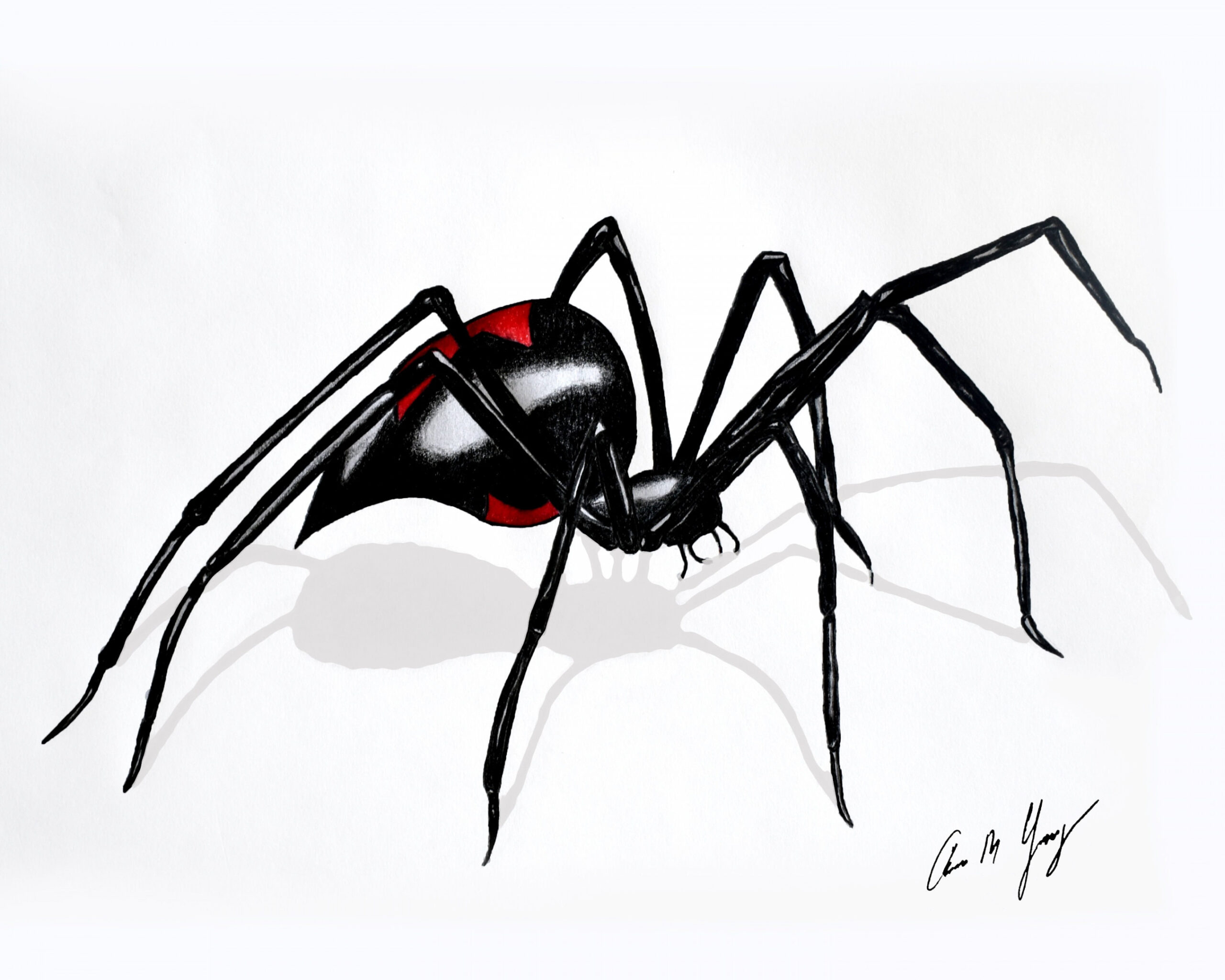 x - Black Widow Spider Drawing - Pen - Marker - Unique Wall Sketch -  Adaris Art