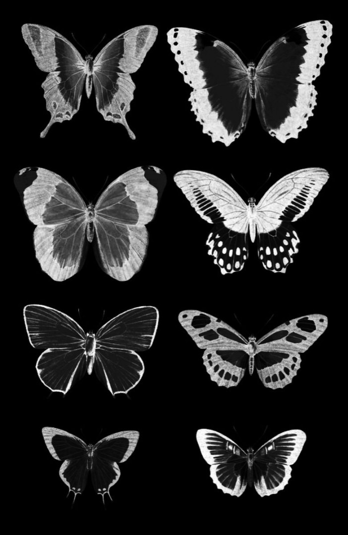 x-ray butterflies  Ink, Album, Butterfly