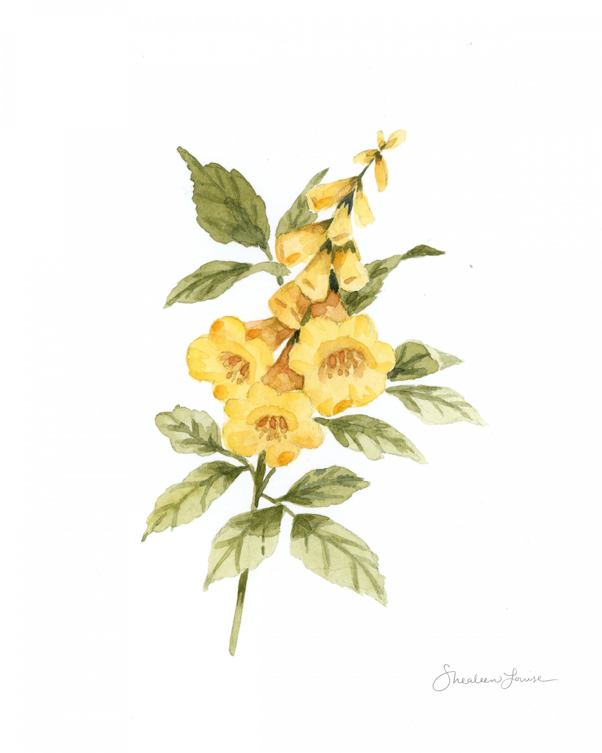 Yellow Elder Botanical Watercolor Print - Etsy