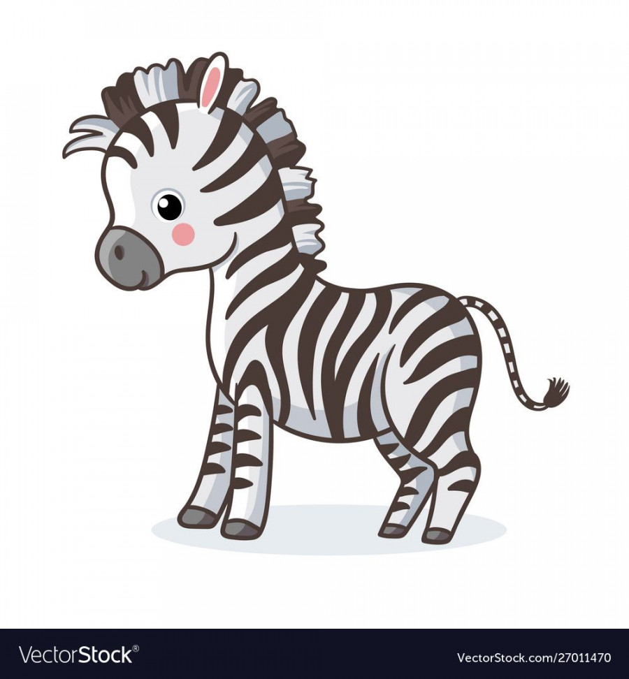 Zebra is standing on a white background and Vector Image  Zebra