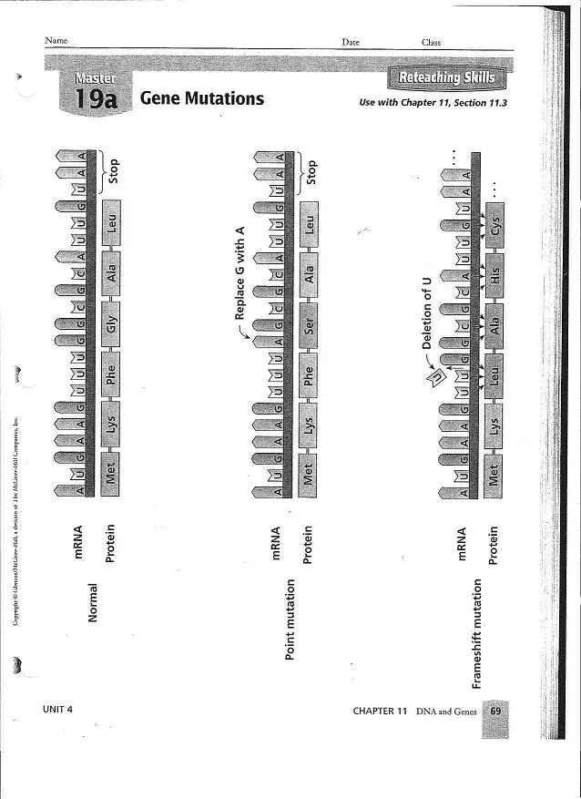 80 Printable Mutation Worksheet Answer Key 17