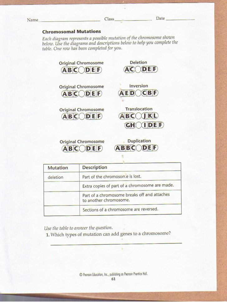 80 Printable Mutation Worksheet Answer Key 36