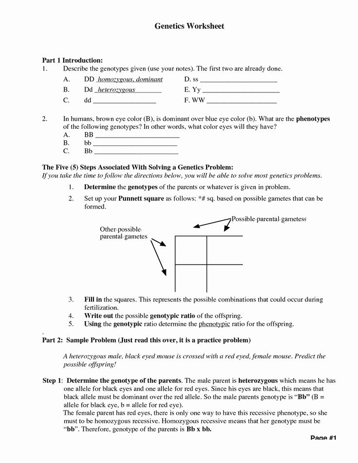 80 Printable Mutation Worksheet Answer Key 62