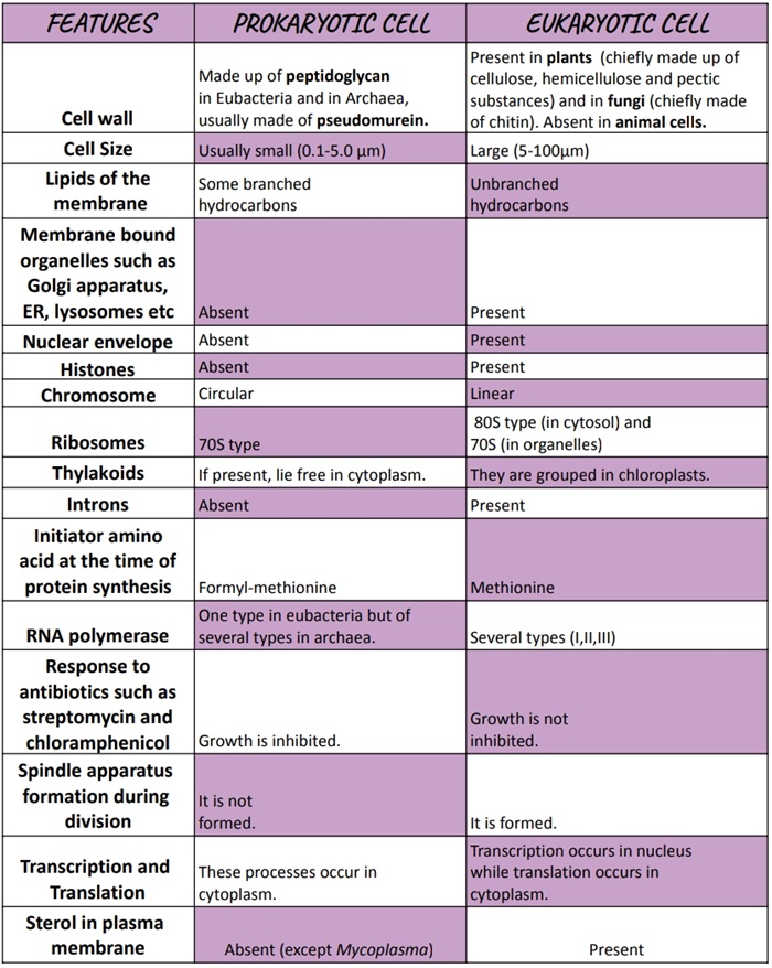 85 Prokaryotic And Eukaryotic Worksheet 10