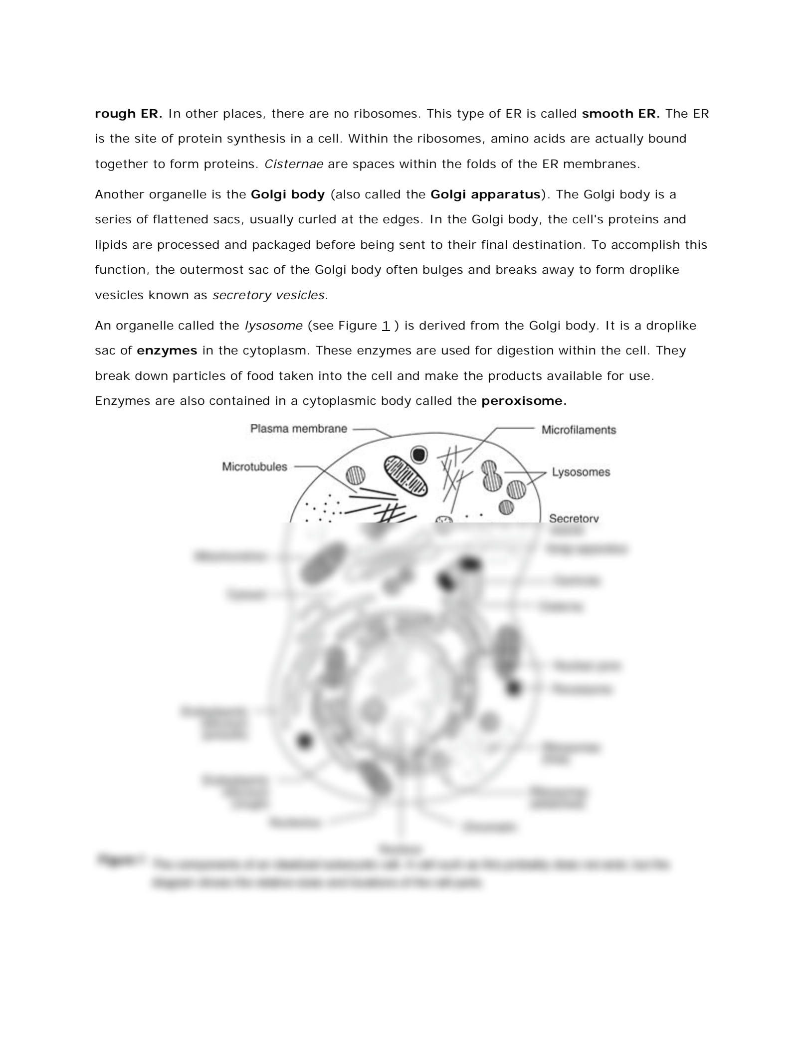 85 Prokaryotic And Eukaryotic Worksheet 11