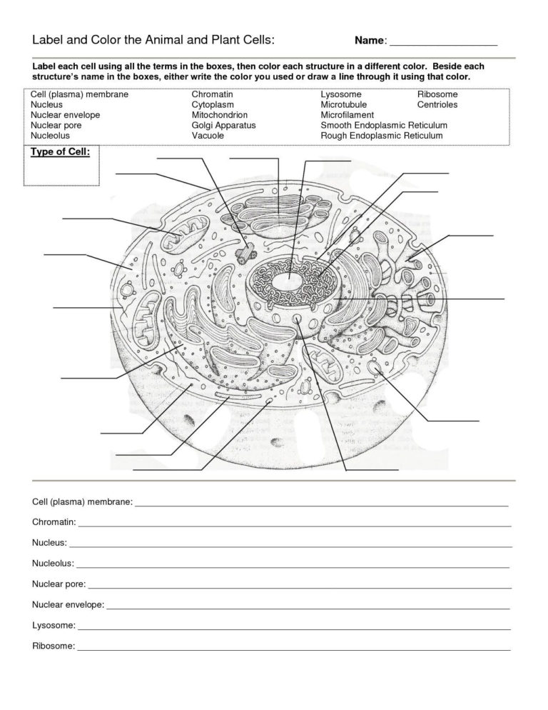 85 Prokaryotic And Eukaryotic Worksheet 13