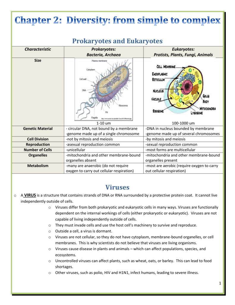 85 Prokaryotic And Eukaryotic Worksheet 14