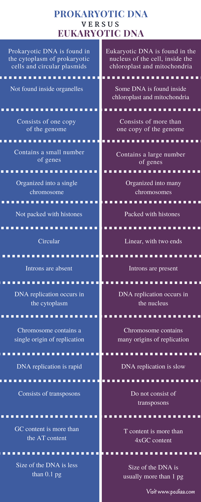 85 Prokaryotic And Eukaryotic Worksheet 15