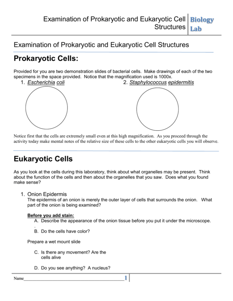 85 Prokaryotic And Eukaryotic Worksheet 16