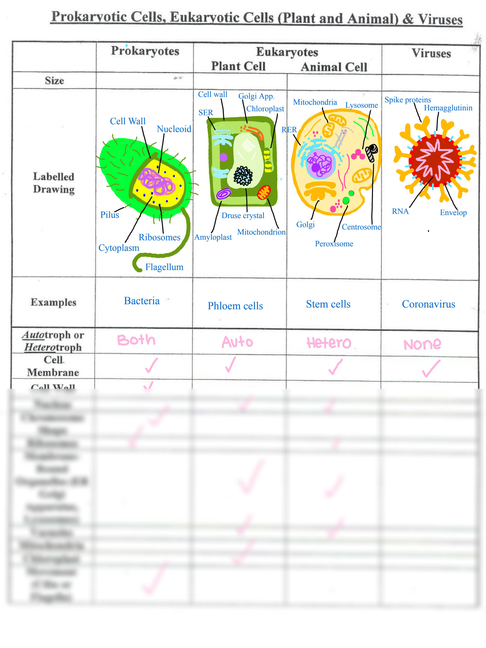 85 Prokaryotic And Eukaryotic Worksheet 2