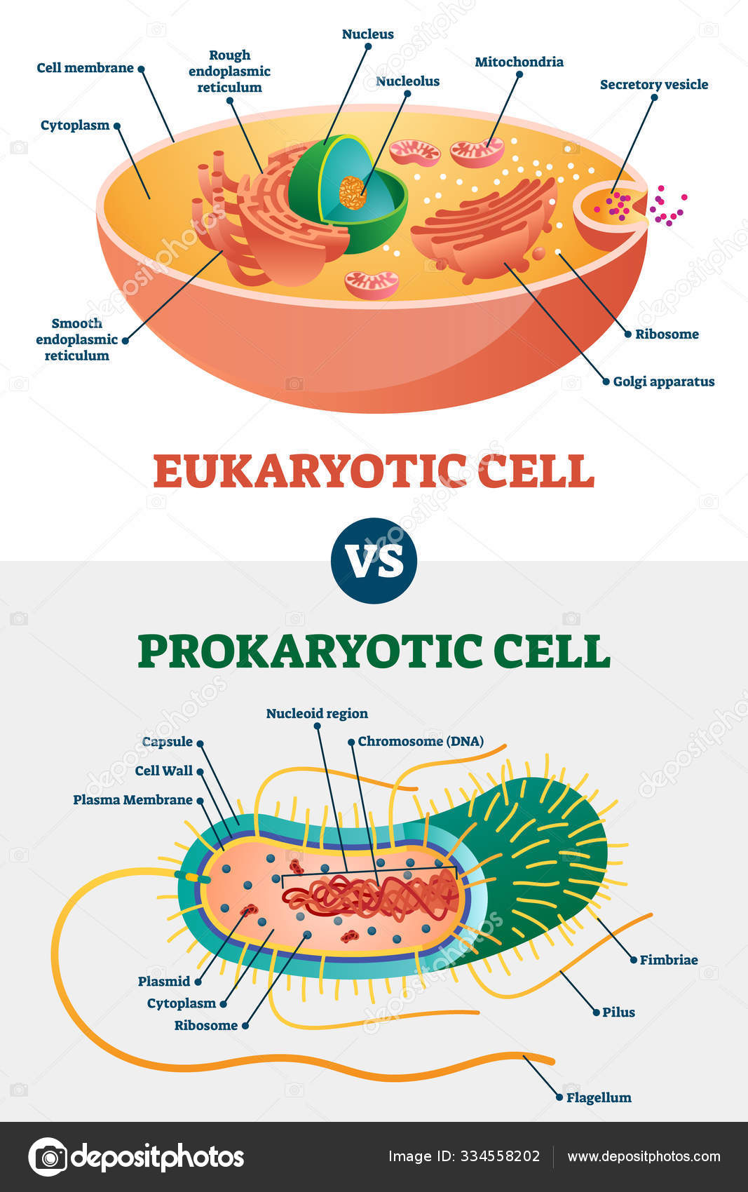 85 Prokaryotic And Eukaryotic Worksheet 3