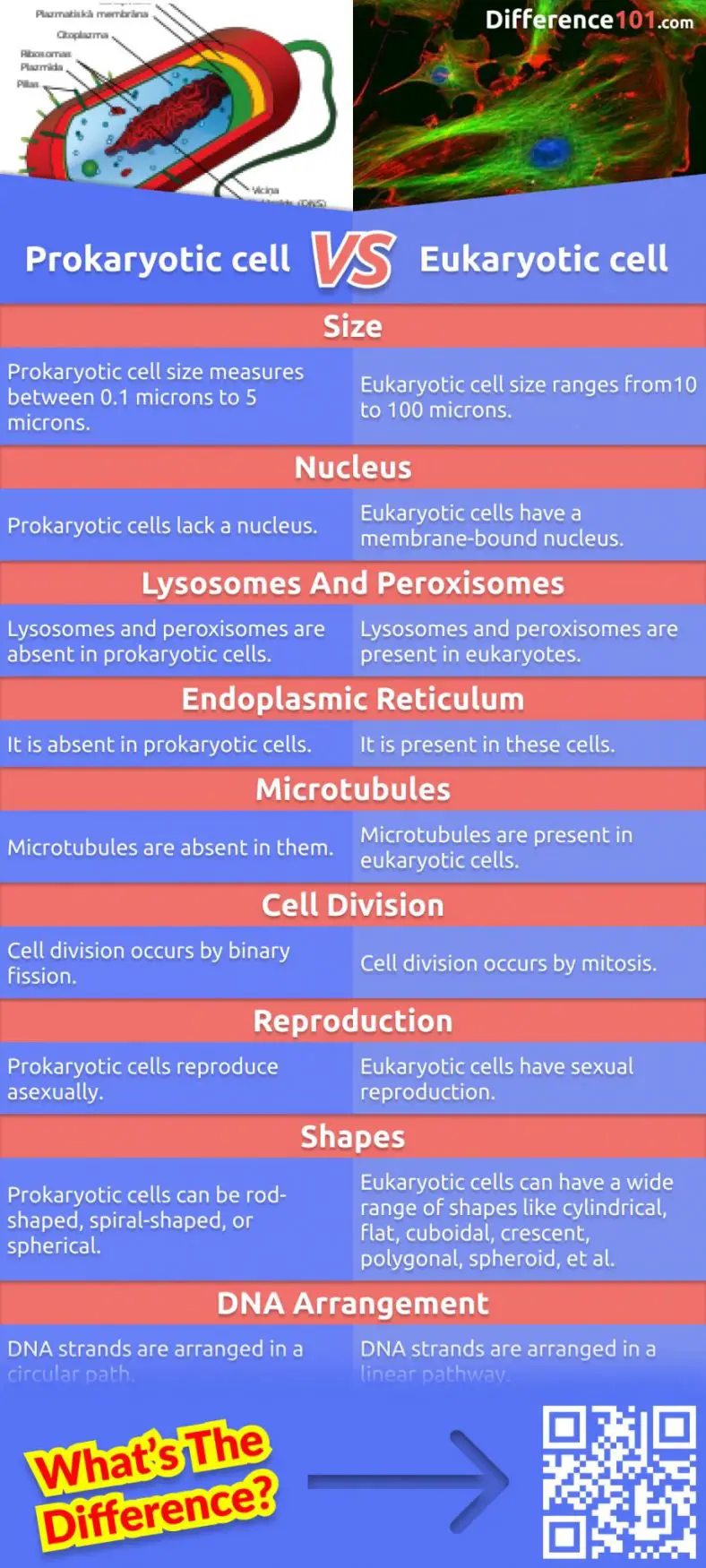 85 Prokaryotic And Eukaryotic Worksheet 30