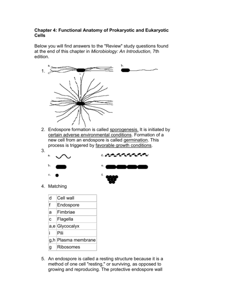 85 Prokaryotic And Eukaryotic Worksheet 35