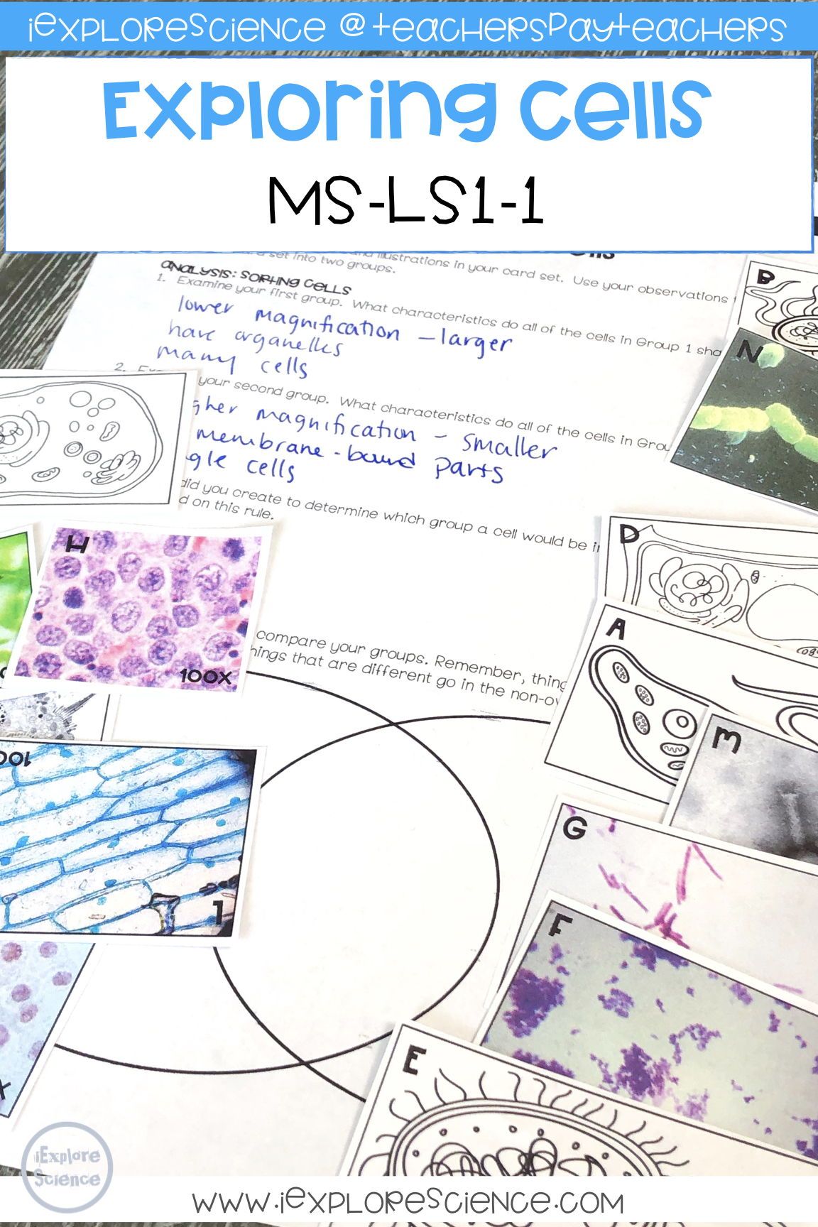 85 Prokaryotic And Eukaryotic Worksheet 37