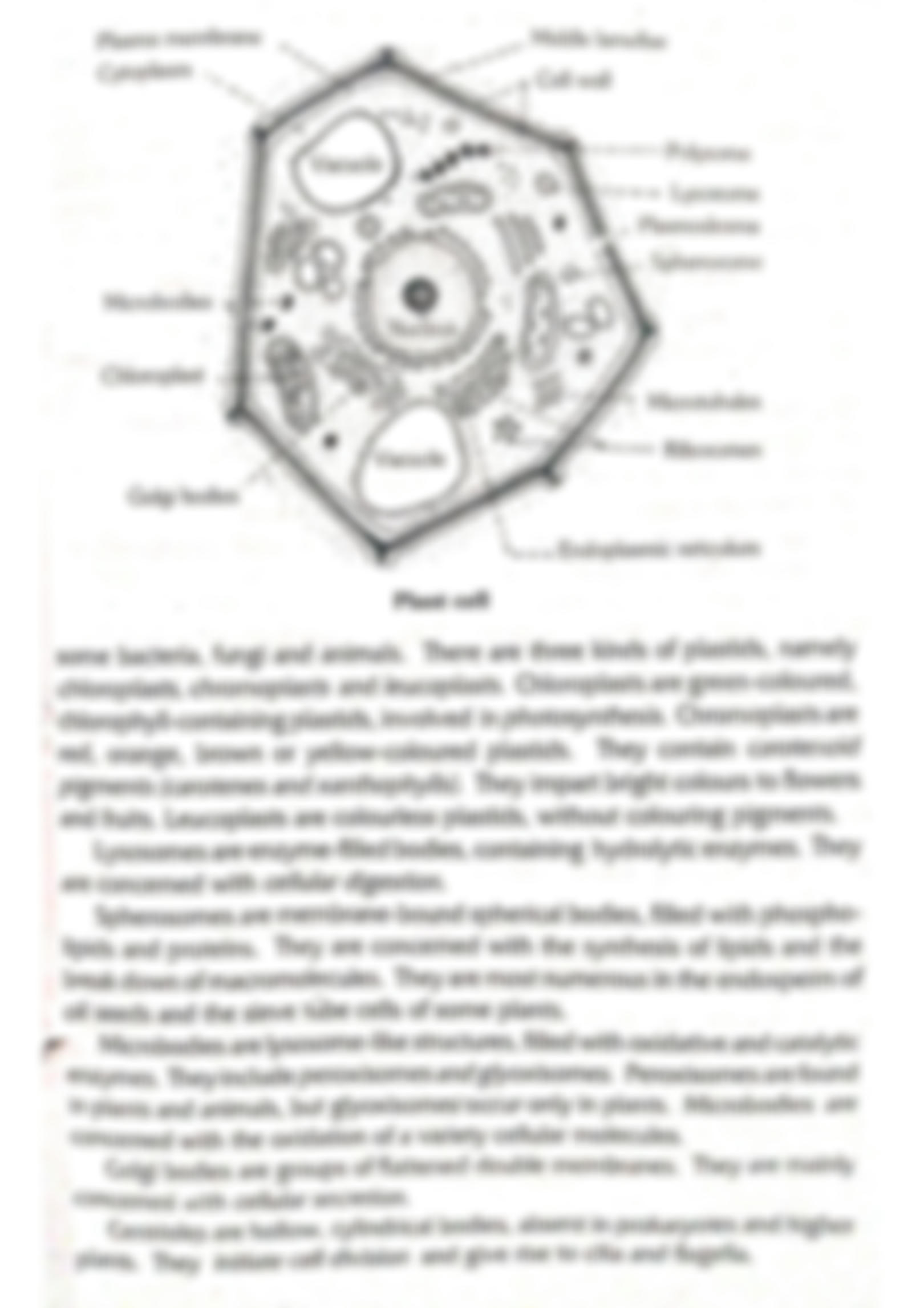 85 Prokaryotic And Eukaryotic Worksheet 41