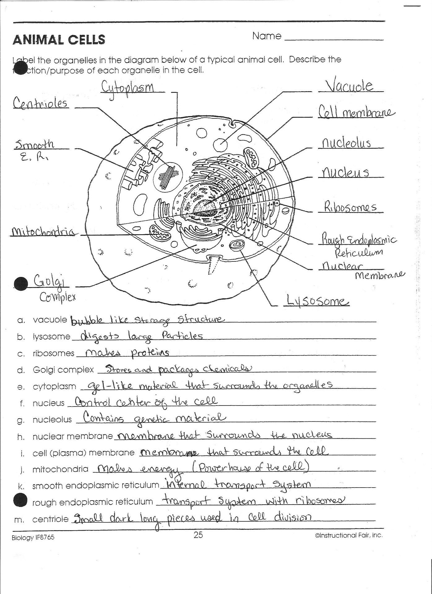 85 Prokaryotic And Eukaryotic Worksheet 42