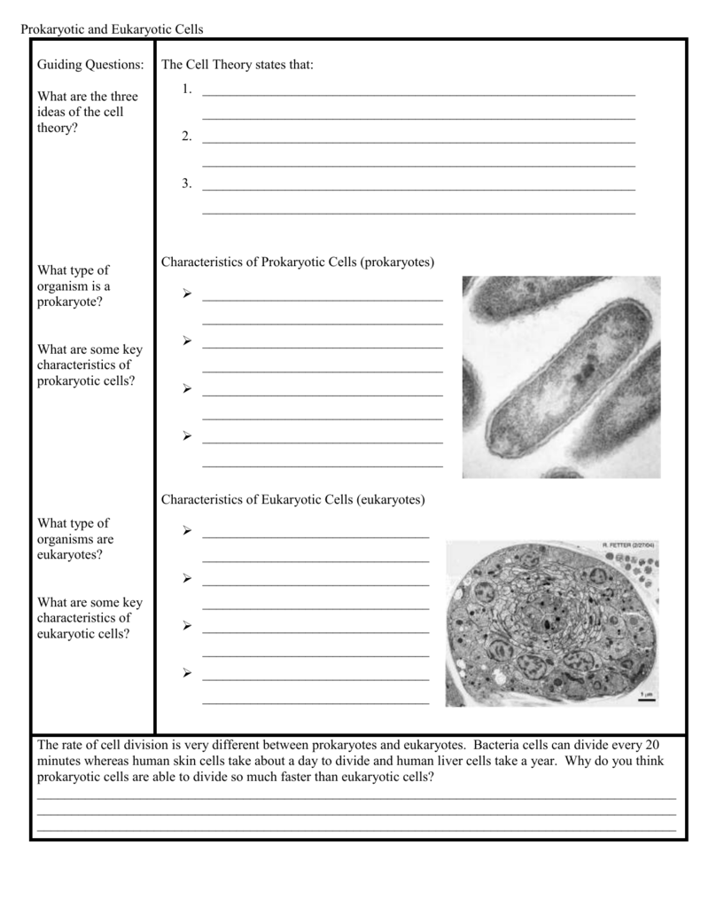 85 Prokaryotic And Eukaryotic Worksheet 46