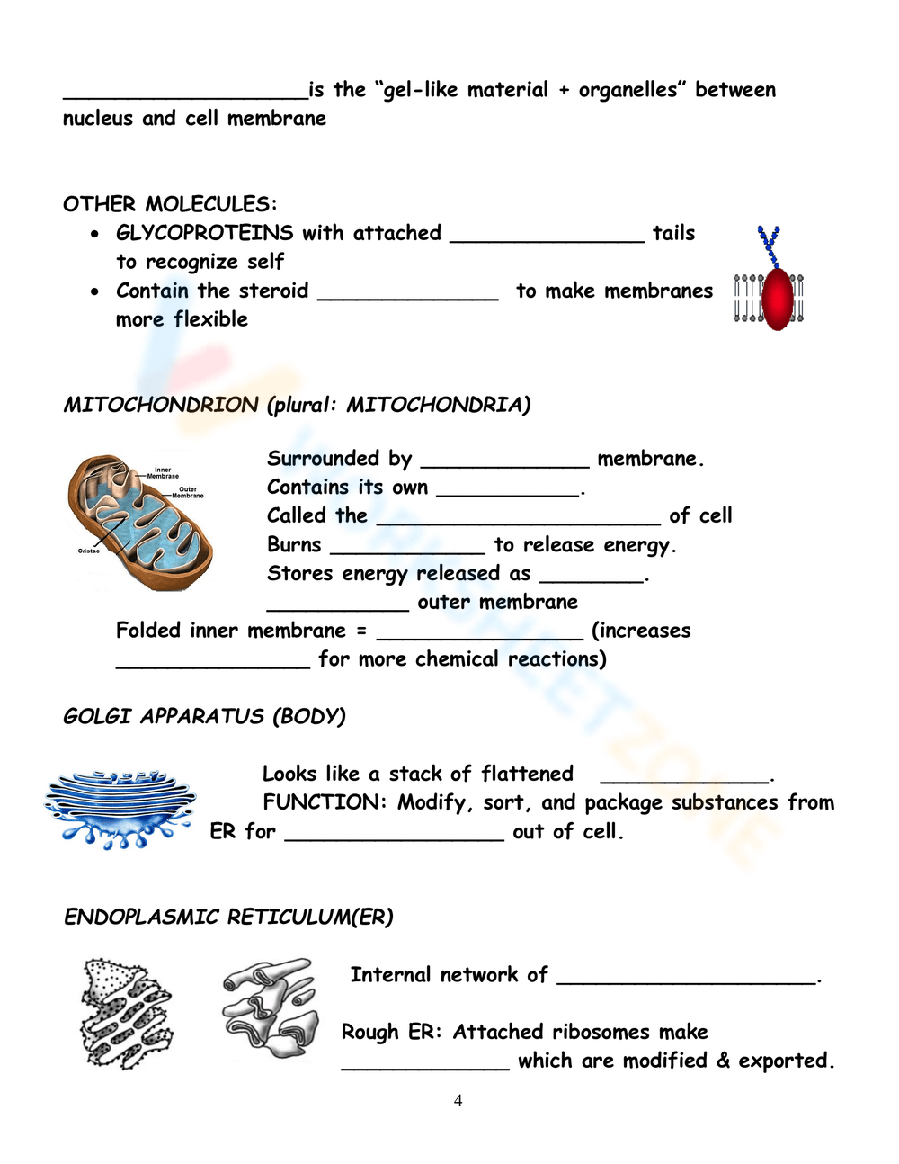 85 Prokaryotic And Eukaryotic Worksheet 48