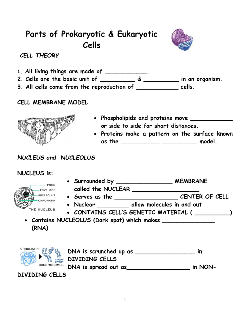 85 Prokaryotic And Eukaryotic Worksheet 49