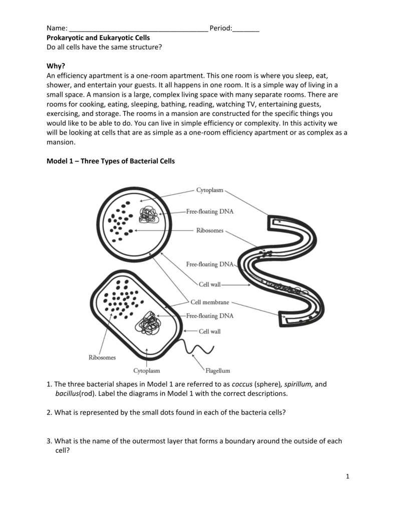 85 Prokaryotic And Eukaryotic Worksheet 50