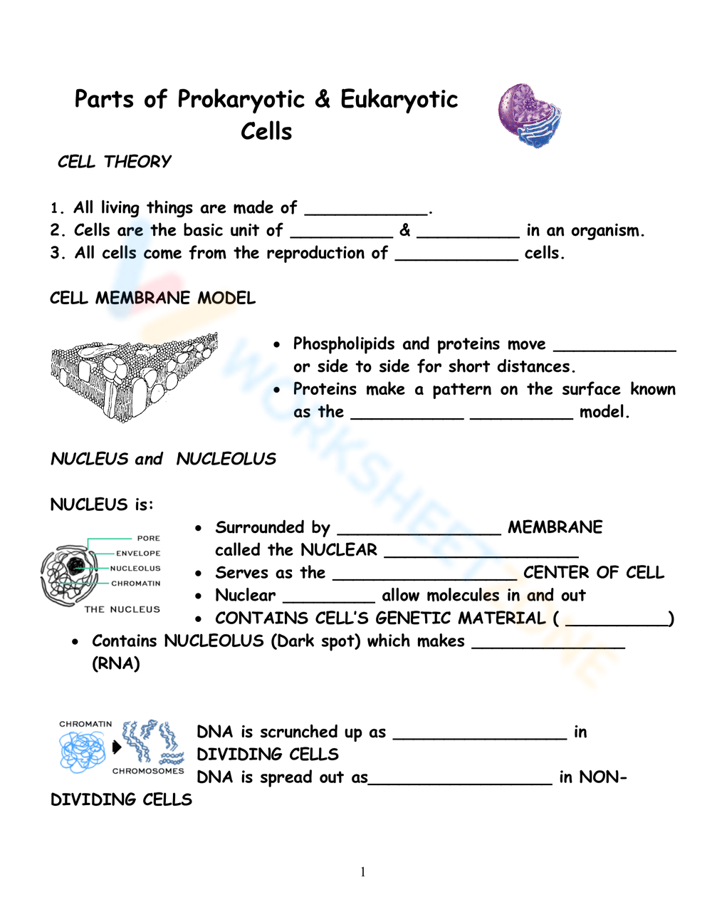 85 Prokaryotic And Eukaryotic Worksheet 54