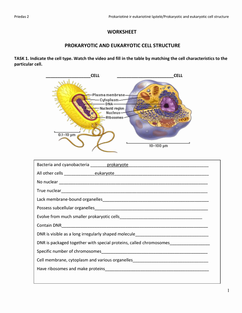 85 Prokaryotic And Eukaryotic Worksheet 55