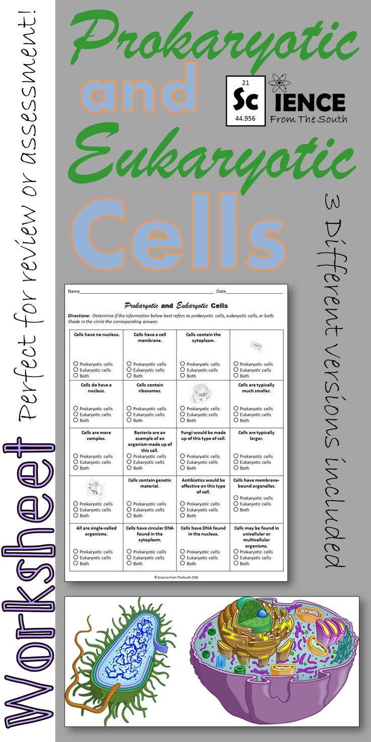 85 Prokaryotic And Eukaryotic Worksheet 58