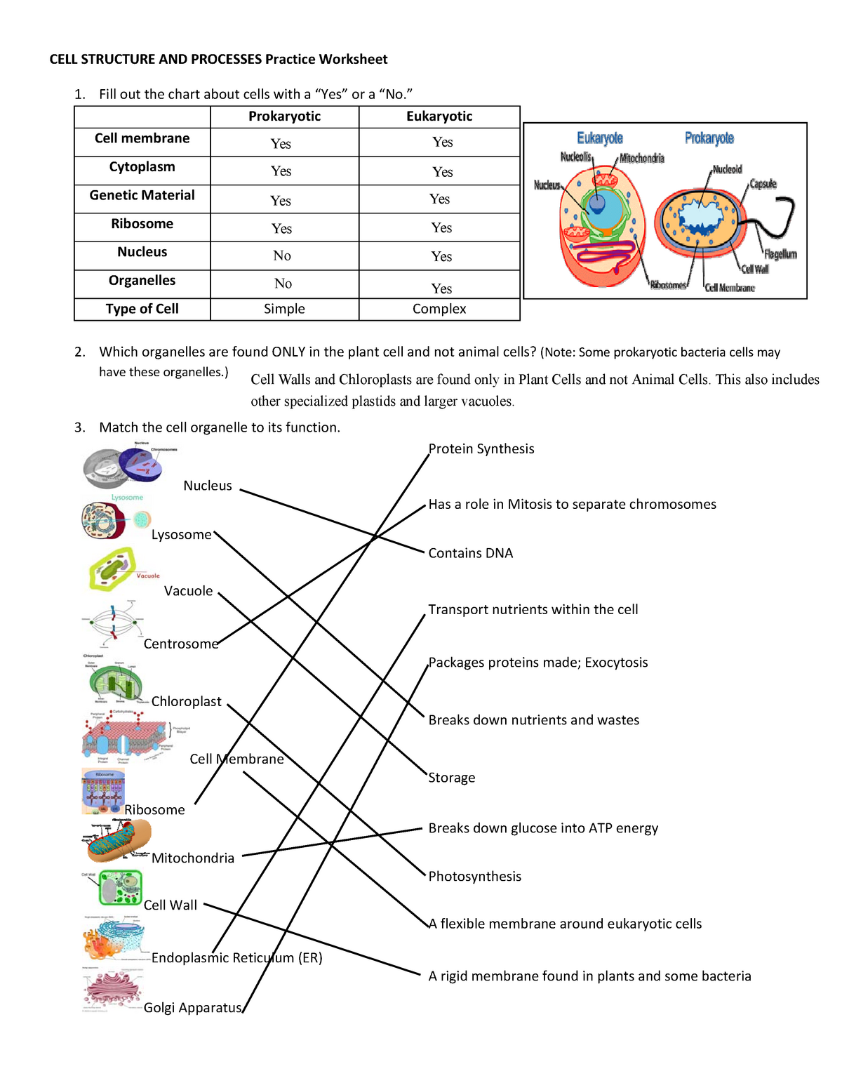 85 Prokaryotic And Eukaryotic Worksheet 66