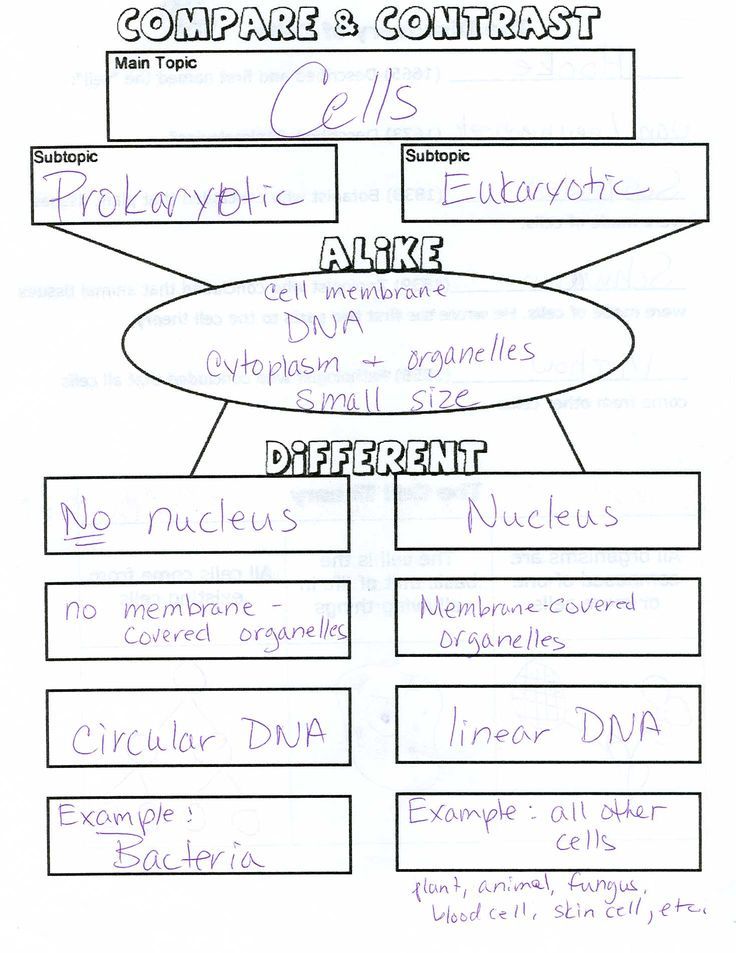 85 Prokaryotic And Eukaryotic Worksheet 7