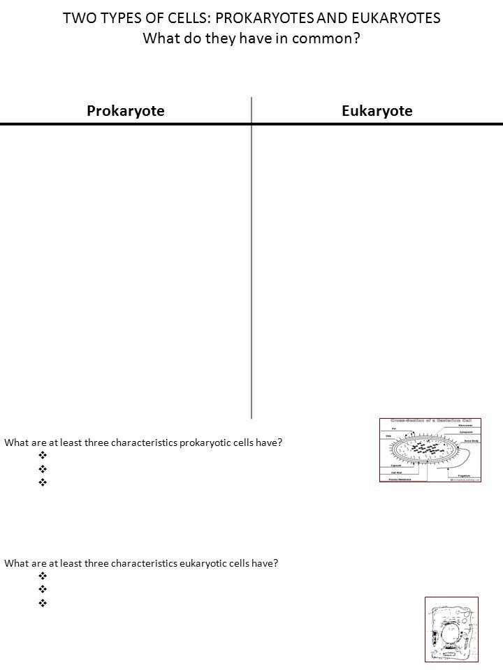 85 Prokaryotic And Eukaryotic Worksheet 83